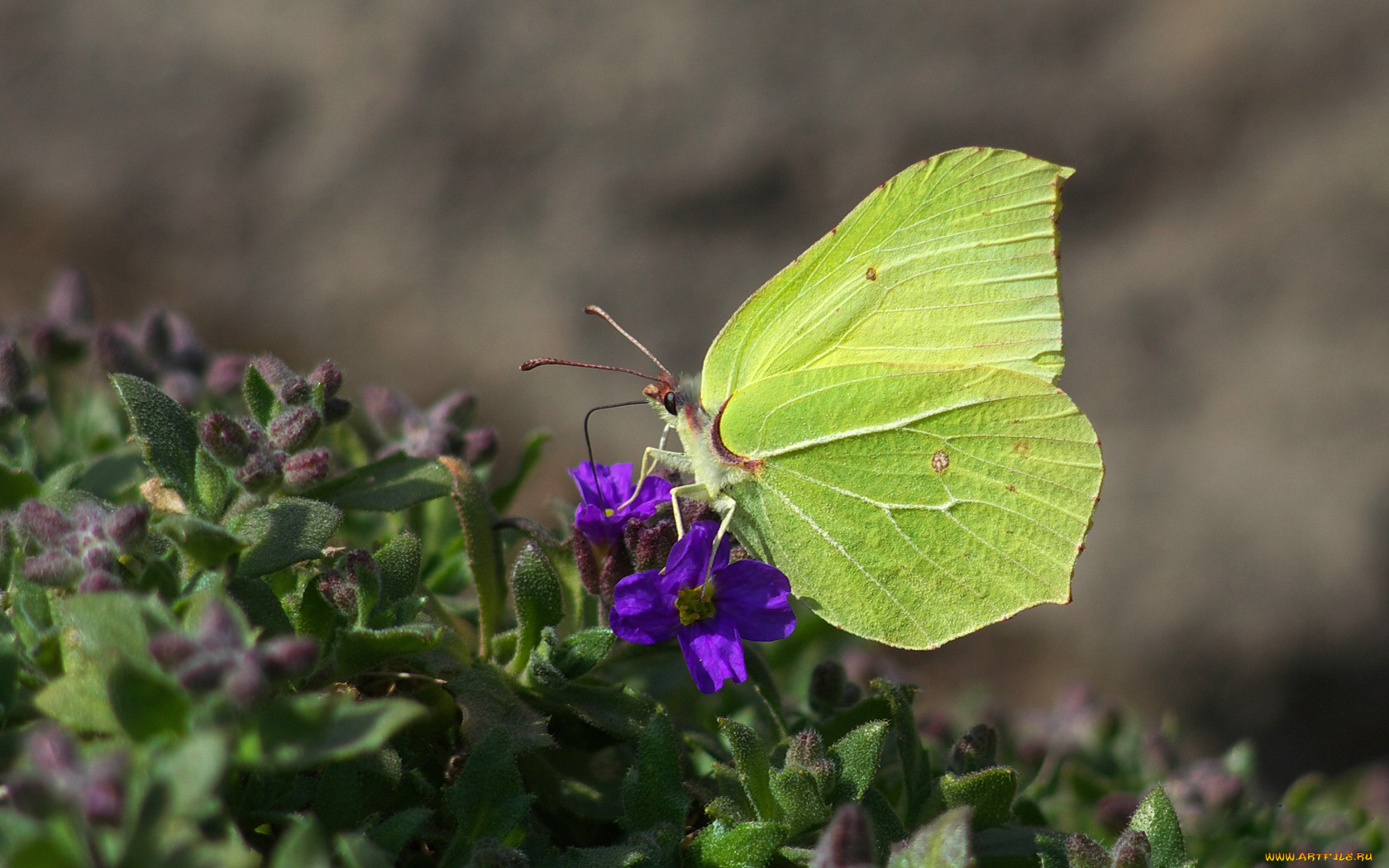 Цветок бабочка зеленый. Бабочка и Зелена брусника. Бабочки для букета зеленые. Зеленые мотыльки в Бельгии фото.